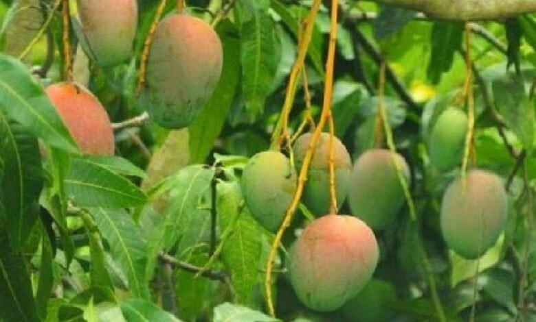 Sundarja Mango News :स्वाद में लाजवाब, देश-विदेश में भारी मांग, शुगर के मरीज भी खा सकते हैं आम... सुंदरजा आम में क्या है खास