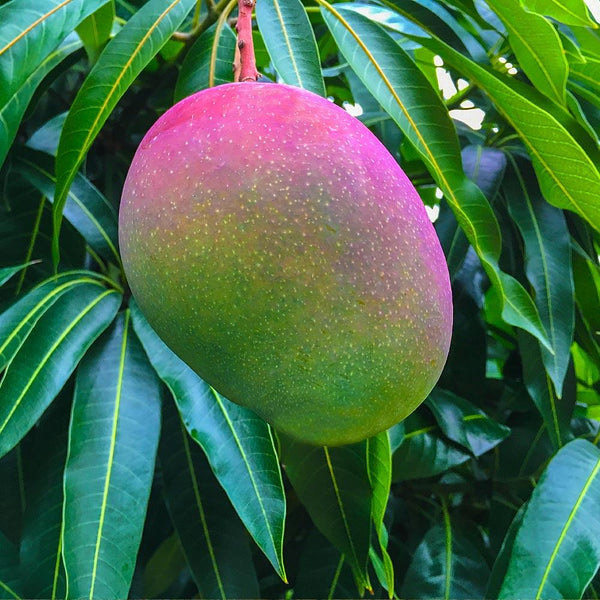 Sundarja Mango News :स्वाद में लाजवाब, देश-विदेश में भारी मांग, शुगर के मरीज भी खा सकते हैं आम... सुंदरजा आम में क्या है खास