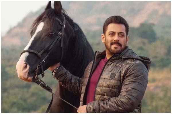 Salman Khan के घोड़े की क़ीमत इतनी की खरीद सकते है फरारी ,लगाते है अपने घोड़े से रेस देखें शानदार तस्वीरें रखते है 