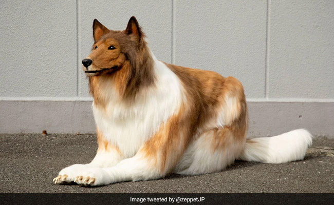 Japanese Man Becomes Dog - अजब -गजब कारनामा,शख्स ने 12 लाख खर्च कर इंसान से बन गया 'कुत्ता',देखें Video