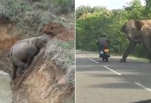 Photo of Elephant’s का यह VIDEO जीत लेगा आपका दिल, 1 बच्चे को बचाने के लिए लगाई ऐसी तरकीब
