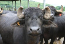 Photo of Subisidy On Murrah Buffalo Farming : किसानों को शौगात ! मुर्रा भैंस खरीदने पर 50% तक की सब्सिडी देगी Shivraj  सरकार,जानिए क्या है ये योजना