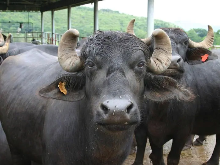 Subisidy On Murrah Buffalo Farming : किसानों को शौगात ! मुर्रा भैंस खरीदने पर 50% तक की सब्सिडी देगी Shivraj  सरकार,जानिए क्या है ये योजना