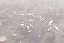 Photo of Ganga में जहर डालकर मछलियों को मारने का आरोप
