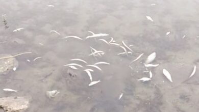 Ganga में जहर डालकर मछलियों को मारने का आरोप