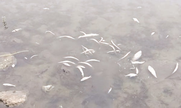 Ganga में जहर डालकर मछलियों को मारने का आरोप