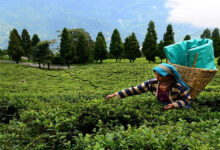 Photo of Indian Tea : wheat- rice के बाद भारतीय चाय के निर्यात को झटका, अधिक कीटनाशक होने का दावा कर कई देशों ने लौटाई खेप