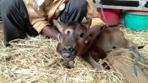 unnatural sex with a cow's heifer : गाय की बछिया से अप्राकृतिक सेक्स करते रंगेहाथ 2 शख्स पकड़ाए, पशु मालिक ने कहा- पैर बांध कर रहे थे गंदा काम; केस दर्ज