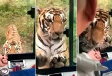 Photo of Tiger Viral Video : बाघ को मीट खिलाने के लिए शख्स ने बस की खिड़की खोल दी दावत, आगे जो हुआ उसे देख यकीन करना होगा मुश्किल