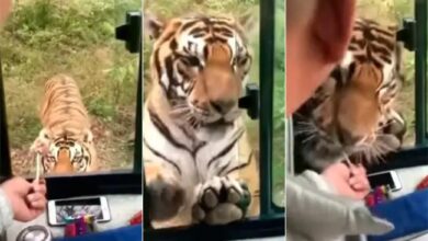 Photo of Tiger Viral Video : बाघ को मीट खिलाने के लिए शख्स ने बस की खिड़की खोल दी दावत, आगे जो हुआ उसे देख यकीन करना होगा मुश्किल