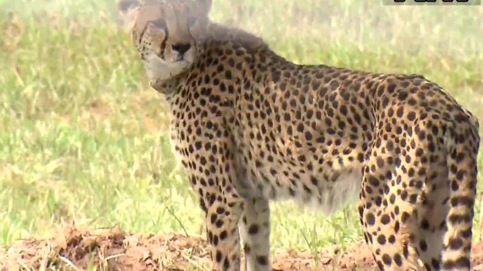 Cheetah in MP: अफ्रीका के चीते पहुंचे श्‍योपुर के कूनो नेशनल पार्क, पीएम ने किया रिलीज