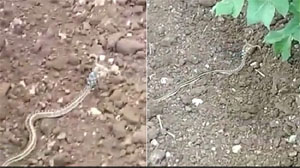 Horned snake video viral :  सांप के जहर नहीं, सींगों से डरिए! 2 सींग वाला सांप देख लोगों के उड़े होश