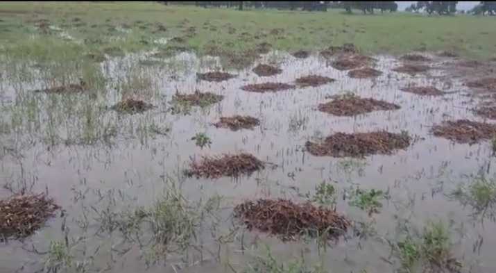 CM शिवराज जी बिन मौसम बरसात के सोयाबीन फसल को कर दिया चौपट अब हो गए बेसहारा