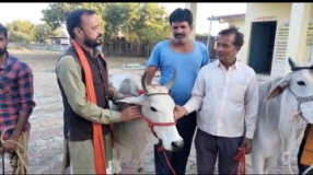 MP news : मध्य प्रदेश मखावद ग्राम पंचायत की अनूठी पहल, सरकारी योजनाओं का लाभ लेने के लिए पालना होगा गाय!