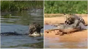 Jaguar Aur Magarmach : जगुआर ने नदी में लगाई छलांग,पलक झपकते ही घसीटते हुए मगरमच्छ को ले आया बाहर