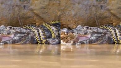 Python and Alligator - नदी में घुसकर अपने गिरफ्त में लिया अजगर, मगरमच्छ की निकाल आई आंखें,