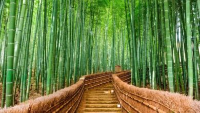 Bamboo Farming - इस खेती से किसानों की बदल गई किस्मत एक बार खर्च करें और जीवन भर कमाए मुनाफा