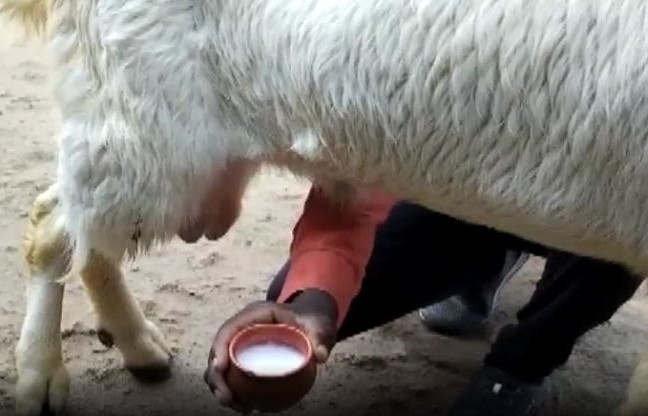 Madhya Pradesh News: इतिहास में पहली बार जब बकरे देने लगे दूध, कीमत भैंस के बराबर
