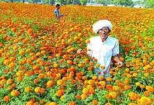 Flower Farming : बुंदेलखंड के किसान बंजर जमीन पर कर रहे ‘जादुई फूलों’ की खेती, कमाई जानकर उड़ जायेंगे होश