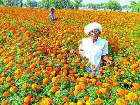 Flower Farming : बुंदेलखंड के किसान बंजर जमीन पर कर रहे ‘जादुई फूलों’ की खेती, कमाई जानकर उड़ जायेंगे होश