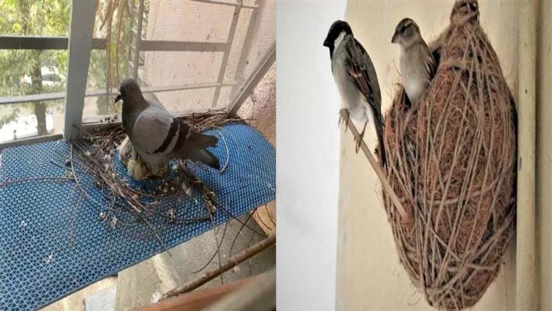 Bird Nest at Home: घर में कबूतर व गौरेया ने बनाया घोंसला तो चमक जाएगी किस्मत, जानिए महत्व