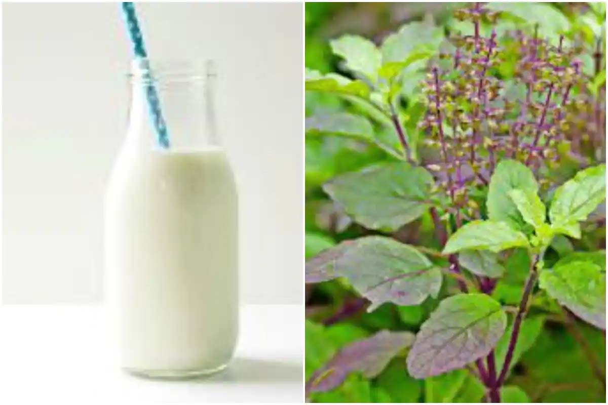 Benefits of Tulsi Milk: तुलसी वाली चाय के 5 फायदे , इन बीमारियों की हो जाएगी छुट्टी