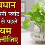 Money Plant Vastu : घर में इस पौधे लगाते बदल जाएगी किस्मत होगी लक्ष्मी जी की वर्षा
