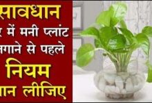 Money Plant Vastu : घर में इस पौधे लगाते बदल जाएगी किस्मत होगी लक्ष्मी जी की वर्षा