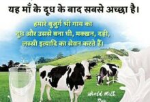 Cow News - पशुपालकों के लिए वरदान है यह गाय,रोज देती है 80 लीटर तक दूध,होता है लाखों का मुनाफा