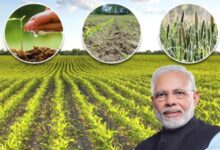 PM Kisan: कृषि मंत्री ने किसानों के लिए 1 लाख करोड़ की घोषणा, आमदनी बढ़ाने के ल‍िए क‍िया ऐलान