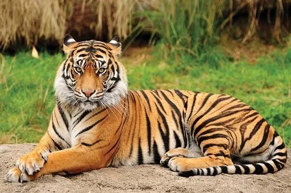 Sidhi News: संजय टाइगर के आदमखोर बाघ ने मचाया उत्पात, महिला को किया लहूलुहान, ग्रामीण बोले सीएम शिवराज बचा लो !