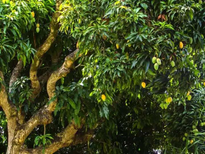 surprise mango: 300 आम की किस्मों वाला यह पेड़ दुनिया भर में मशहूर, 120 साल पुराना पेड़ अपने आप में एक बग़ीचा