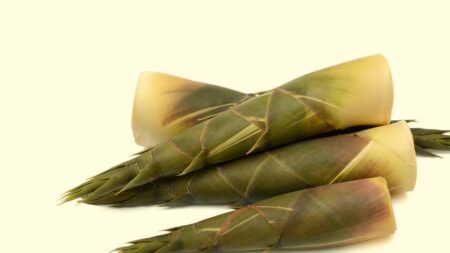 medicinal properties of bamboo : बांस पाए जाते है प्रोटीन, अमीनो एसिड, कार्बोहाइड्रेट और कई आवश्यक खनिज और विटामिन ये है खाने के फायदे
