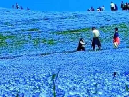 Valley of blue flower: जमीन पर उतरा स्वर्ग, नीले फूलों का अनोखा नजारा देख उतर जाएगा चश्मा 