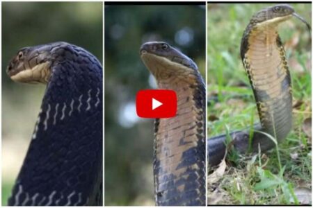 King Cobra Ka Video : 16 फ़िट लम्बे खतरानाक ब्लैक कोबरा का रेस्क्यू ,वीडियो देख हिल जाएंगे आप