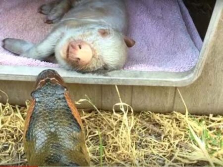 Viral Video : सो रही सुअर को एनाकोंडा ने जिंदा निकला, कमजोर दिल वाले बिल्कुल ना देखें वीडियो
