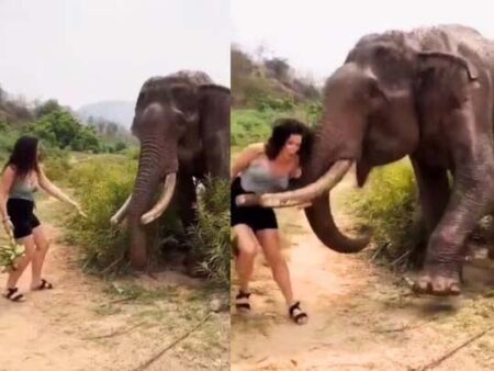 Woman tempting elephant : केला का लालच दे रही थी लड़की, गजराज ने सिखाया सबक, IFS ने वीडियो शेयर कर लिखा भूलकर भी हाथी के सामने...