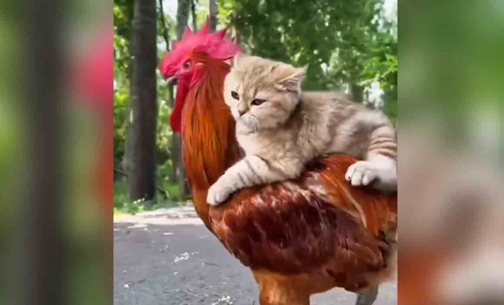 Viral video : मुर्गी ने बिल्ली को पीठ पर बैठाकर कराया सैर, नज़ाकत देख कहेंगे वाह