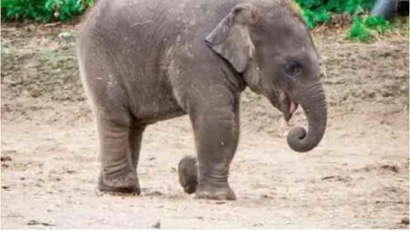 Viral Video : नवजात हाथी के शुरू के 5 कदम मोह लेगा मन , देखिये दुर्लभ वीडियो 