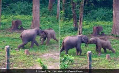 fight between two elephants : हाथी के दो बच्चें सूंड से सूंड फंसाकर कर रहे थे Fight, देखते ही आ गया हाथियों का झुंड, फिर हुआ अद्भुत खेल