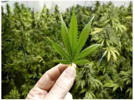 Cannabis farming: कपल घर के गैराज में गांजा की करता था खेती, पत्नी के इस मिस्टेक से 1 करोड़ का नुकसान फिर पहुंच गए जेल