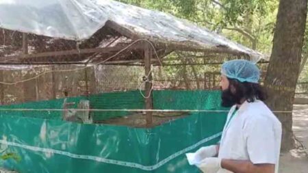 video viral : कानपुर चिड़ियाघर में आरिफ को देखकर सारस हुआ बेचैन, विधायक ने कहीं दिल छू लेने वाली बात... 