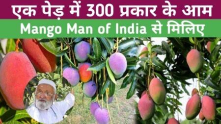 Story Of Mango Man: दुनिया का इकलौता पेड़ जिसमें फलते हैं 300 किस्म के आम, 26 साल पुराने पेड़ का जानें इतिहास