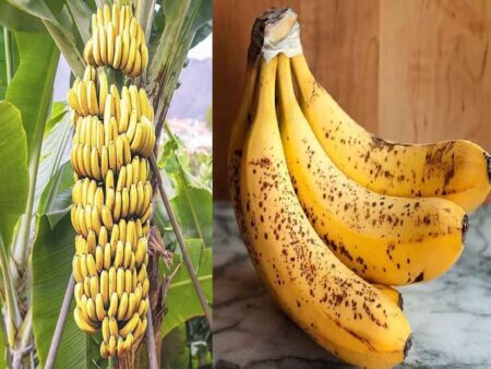 banana facts: केला टेढ़ा क्यों होता है? चौंकाने वाला है इसके पीछे की वज़ह, जानिए सब कुछ 
