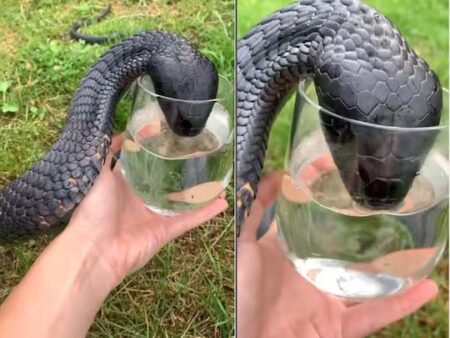 Black Cobra को शख्स ने अपने हाथ से ग्लास में पिलाया पानी, जहरीले सांप की प्यास बुझाने वाले शख्स की हिम्मत देख लोगों ने कहा यह गलत......