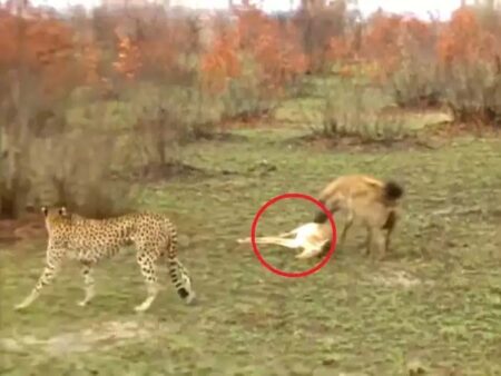 Chalak Hiran Video: हिरण के ऊपर बैठकर लकड़बग्घा खाना किया शुरू, चीता पहुंचा तो हिरण ने दोनों शिकारी को बनाया पप्पू, वीडियो वायरल