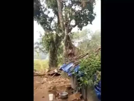 Kathal Todne Ka Hathi Ka Jugaad Video: कटहल तक हाथी की नहीं पहुंच रही थी सूंड, फिर गजराज ने ऐसे लगाया जुगाड़,सब हैरान 