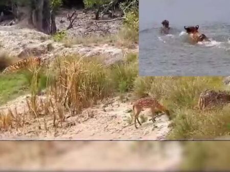 Luckiest deer : नदी के किनारे टाइगर शिकार के लिए घात लगाए बैठा, मगर शिकारी को गच्चा दे दिया हिरण, पानी में लगाई डुबकी और हो गया गायब