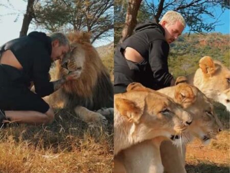 Man Lives With Lions: 1-2 नहीं बल्कि 3 शेरों के साथ खेलता दिखा शख्स, जानिए कौन हैं यें जिंदादिल शहंशाह