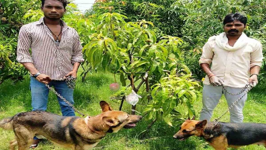 World Most Expensive Mango Farming: MP में ढाई लाख रुपए किलो महंगे आम की हो रही खेती , सिक्योरिटी में लगे हैं गार्ड और कुत्ते